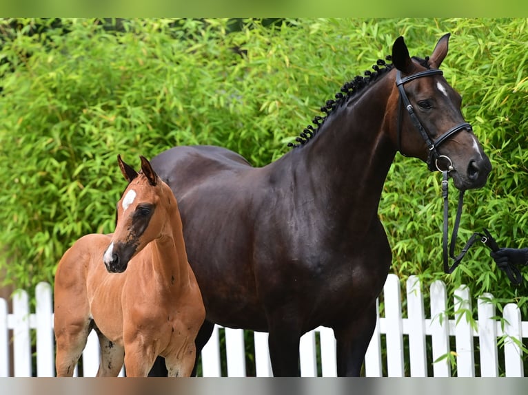 Oldenbourg Étalon Poulain (06/2024) 170 cm Alezan brûlé in Hude (Oldenburg)