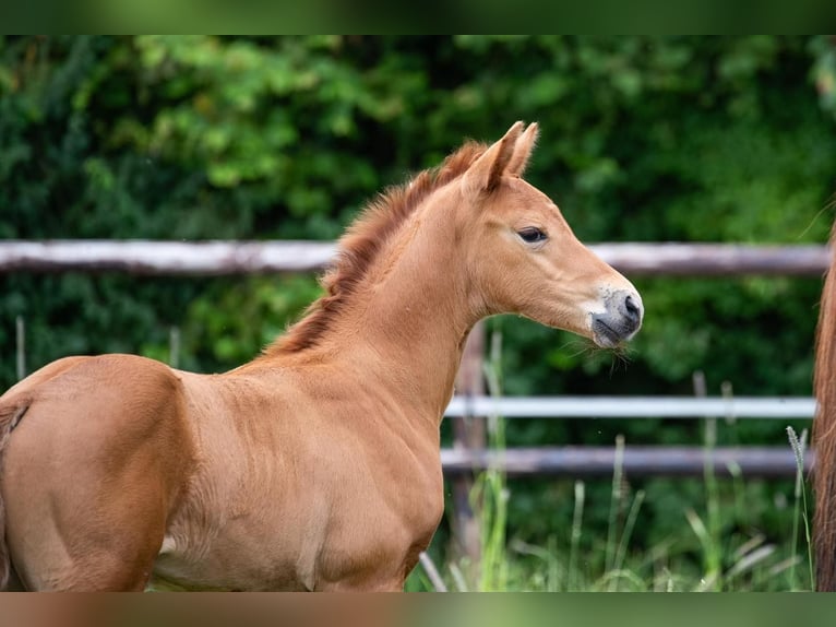 Oldenbourg Étalon Poulain (06/2024) 170 cm Alezan brûlé in Elmlohe