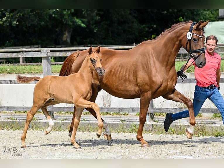 Oldenbourg Étalon Poulain (06/2024) 170 cm Alezan brûlé in Elmlohe