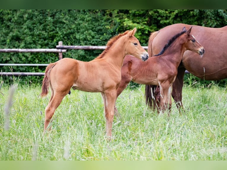 Oldenbourg Étalon Poulain (06/2024) 170 cm Alezan brûlé in Elmlohe