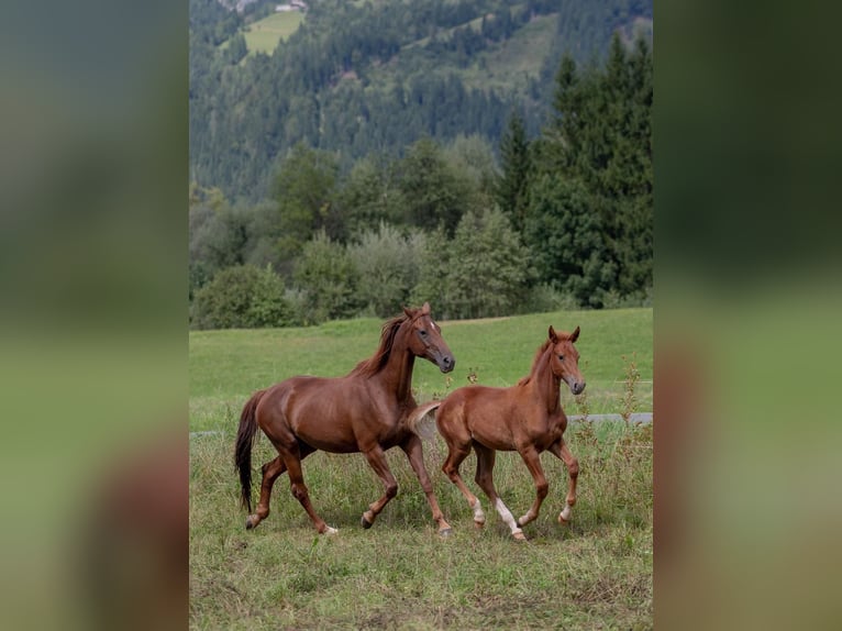 Oldenbourg Étalon Poulain (04/2025) 170 cm Alezan in Kirchbach