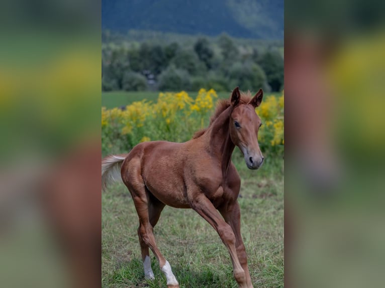 Oldenbourg Étalon Poulain (04/2025) 170 cm Alezan in Kirchbach