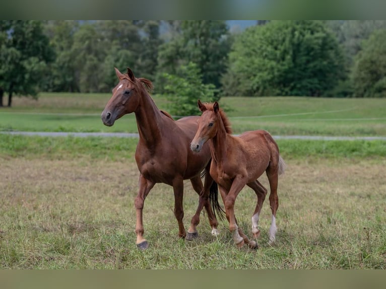 Oldenbourg Étalon Poulain (04/2025) 170 cm Alezan in Kirchbach