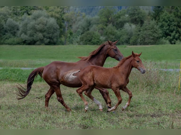 Oldenbourg Étalon Poulain (04/2025) 170 cm Alezan in Kirchbach