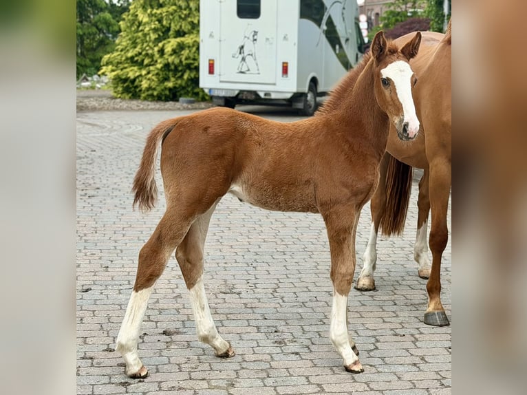 Oldenbourg Étalon Poulain (04/2026) 170 cm Alezan in Berne