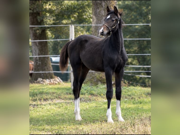 Oldenbourg Étalon Poulain (05/2026) 170 cm Bai brun in Champsac