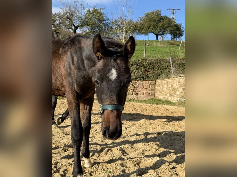 Oldenbourg Étalon  170 cm Bai brun in Blieskastel