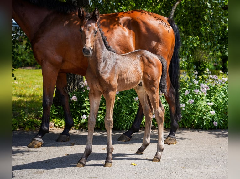 Oldenbourg Étalon  170 cm Bai brun in Senden