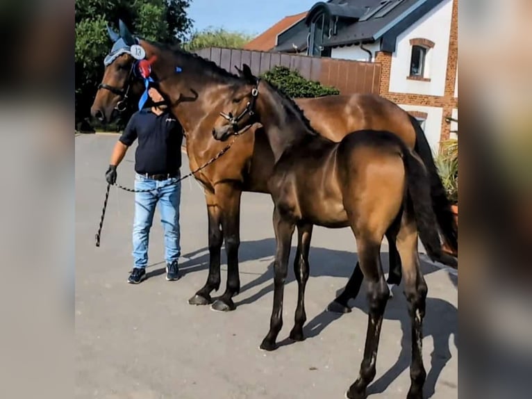 Oldenbourg Étalon Poulain (04/2024) 170 cm Bai brun foncé in Weida