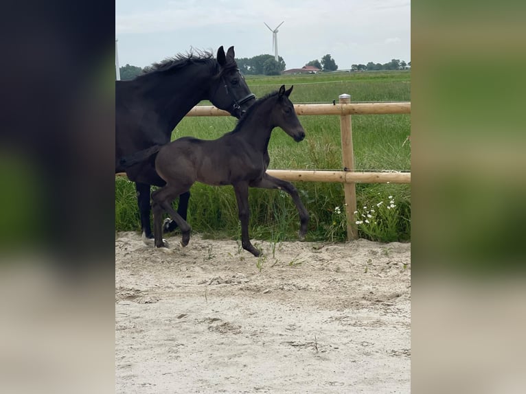 Oldenbourg Étalon Poulain (05/2025) 170 cm Bai brun foncé in Krummh&#xF6;rn Rysum
