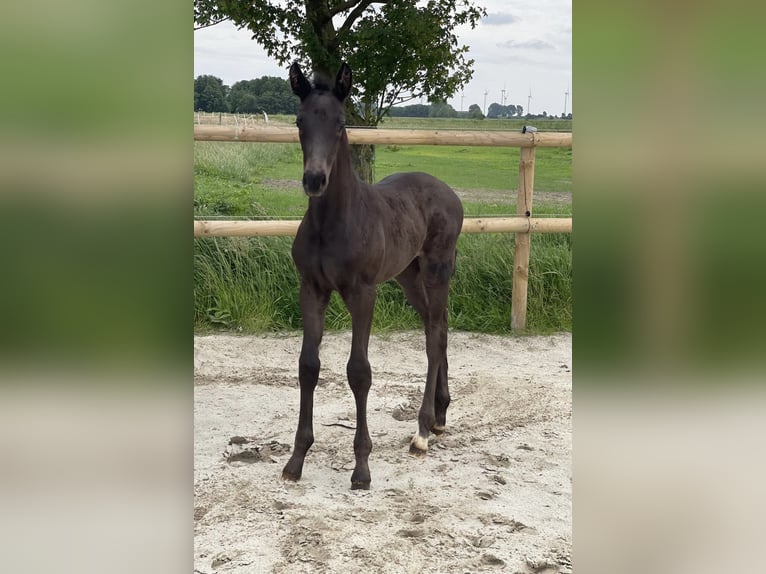Oldenbourg Étalon Poulain (05/2025) 170 cm Bai brun foncé in Krummh&#xF6;rn Rysum