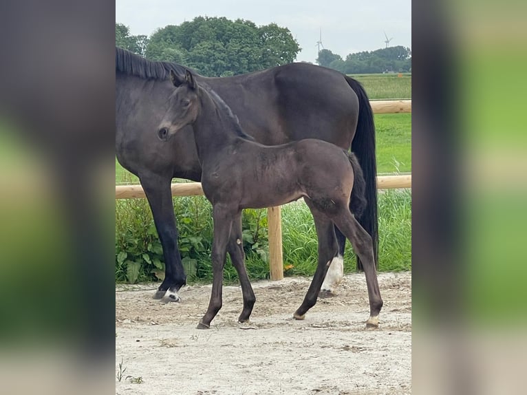 Oldenbourg Étalon Poulain (05/2025) 170 cm Bai brun foncé in Krummh&#xF6;rn Rysum