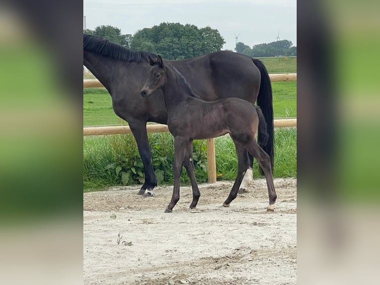 Oldenbourg Étalon Poulain (05/2025) 170 cm Bai brun foncé in Krummh&#xF6;rn Rysum