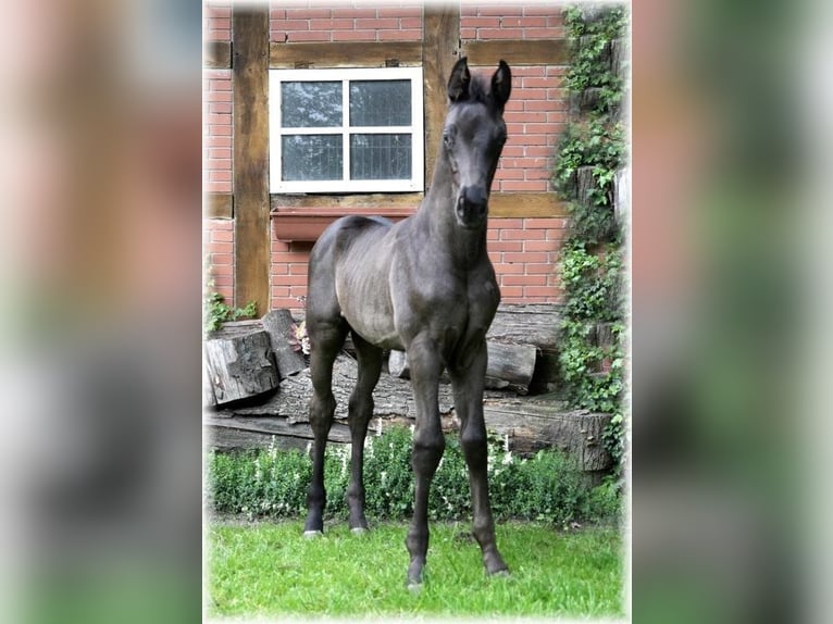 Oldenbourg Étalon Poulain (04/2024) 170 cm Bai brun foncé in Löningen