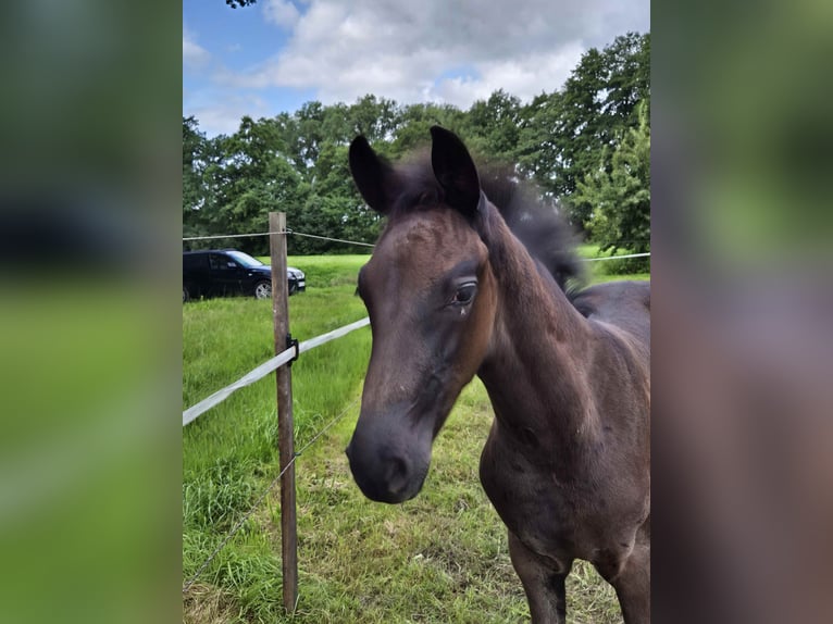 Oldenbourg Étalon Poulain (05/2025) 170 cm Bai brun foncé in L&#xF6;ningen