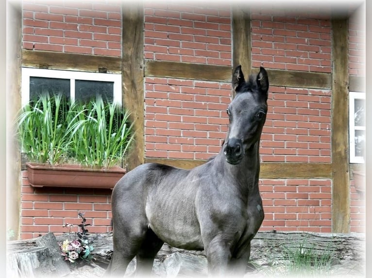 Oldenbourg Étalon Poulain (04/2024) 170 cm Bai brun foncé in Löningen