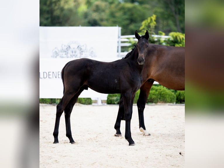 Oldenbourg Étalon Poulain (04/2024) 170 cm Bai brun foncé in Wysin