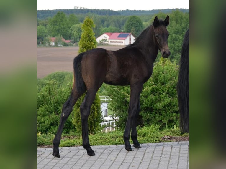 Oldenbourg Étalon Poulain (04/2024) 170 cm Bai brun foncé in Wysin