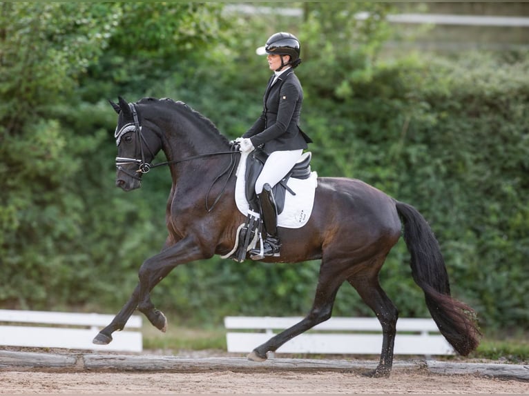 Oldenbourg Étalon Poulain (03/2026) 170 cm Bai in Hetzerath