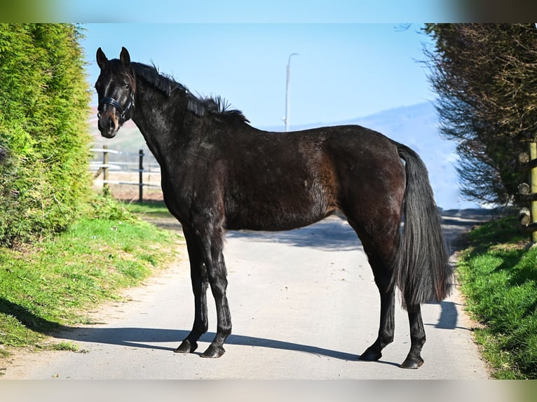 Oldenbourg Étalon Poulain (03/2026) 170 cm Bai in Hetzerath