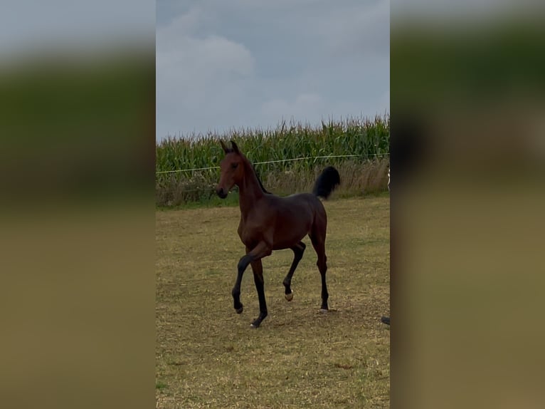 Oldenbourg Étalon Poulain (04/2025) 170 cm Bai in SilberhausenHermsdorf