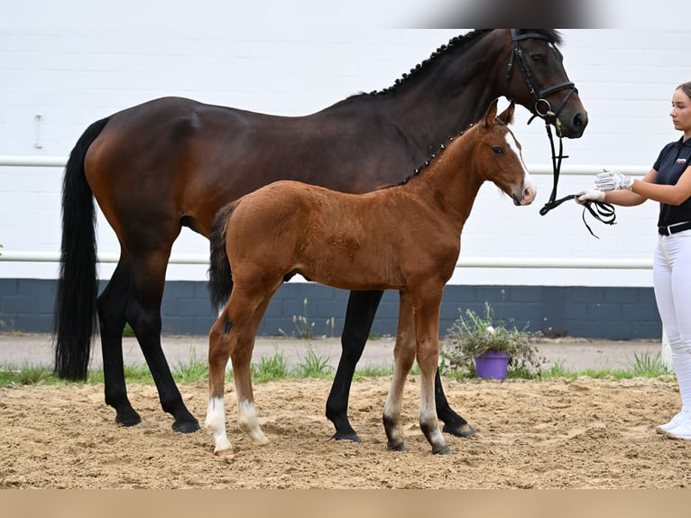 Oldenbourg Étalon Poulain (05/2026) 170 cm Bai in Mücke