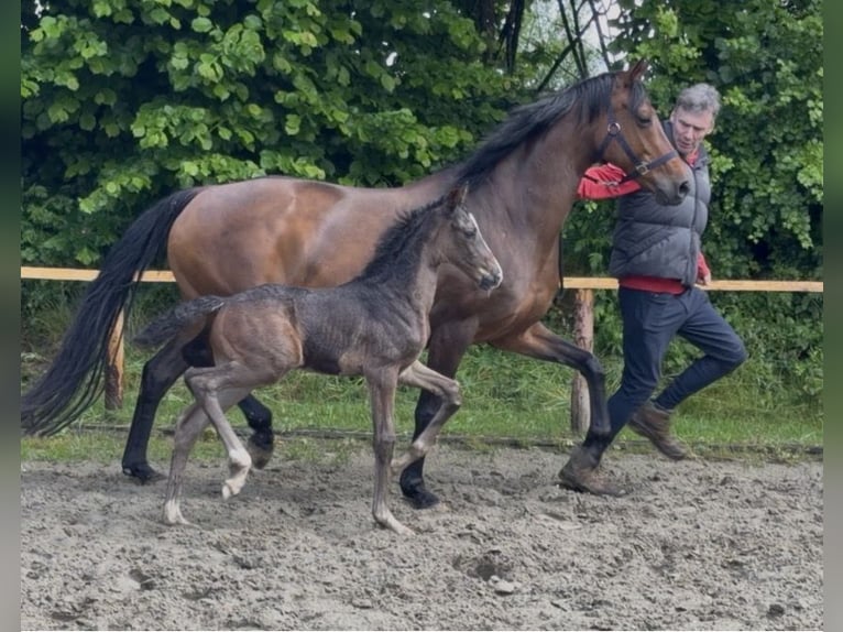 Oldenbourg Étalon Poulain (05/2026) 170 cm  in Hanerau-Hademarschen