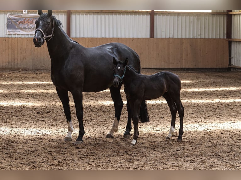 Oldenbourg Étalon  170 cm Noir in Hiddenhausen