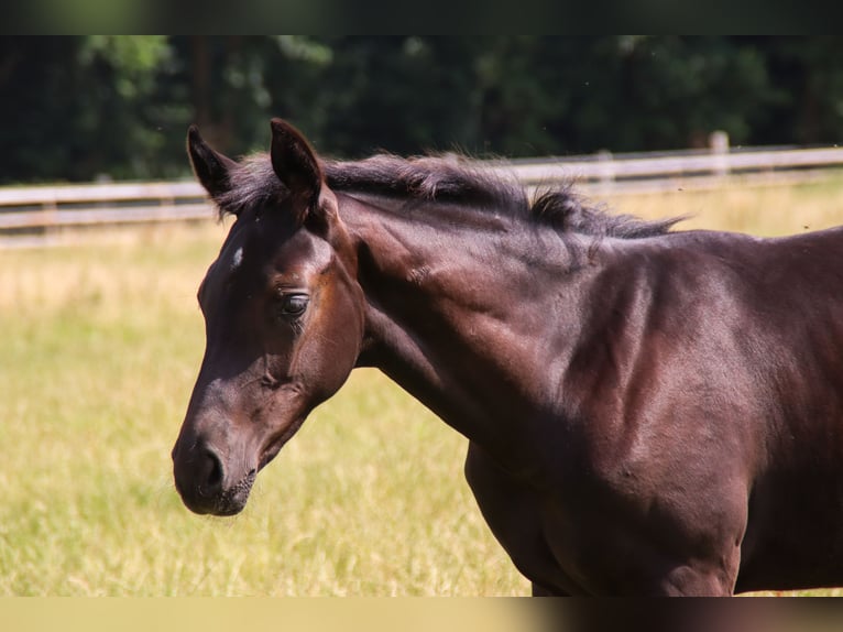 Oldenbourg Étalon Poulain (03/2025) 170 cm Noir in Visbek