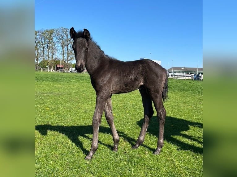 Oldenbourg Étalon  170 cm Noir in Damme