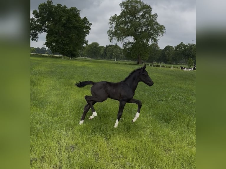 Oldenbourg Étalon  170 cm Noir in Gro&#xDF;efehn Bagband
