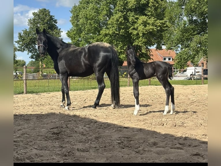 Oldenbourg Étalon  170 cm Noir in Gro&#xDF;efehn Bagband