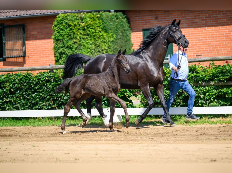 Oldenbourg Étalon Poulain (01/2026) 170 cm Noir in Halle