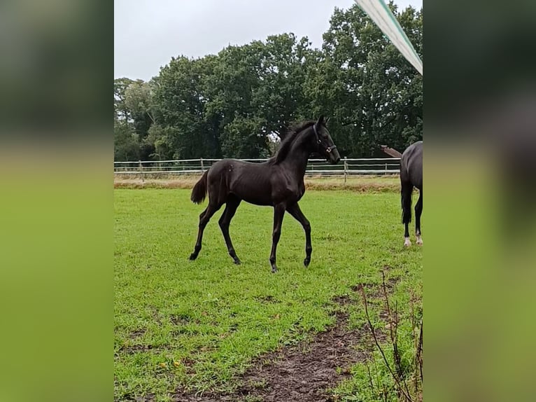 Oldenbourg Étalon Poulain (04/2026) 170 cm Noir in Hörstel