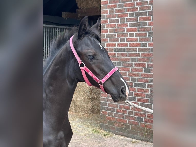 Oldenbourg Étalon Poulain (04/2026) 170 cm Noir in Saterland