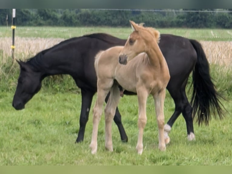 Oldenbourg Étalon Poulain (06/2024) 170 cm Palomino in Niedernwöhren