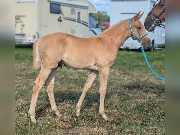 Oldenbourg Étalon Poulain (06/2024) 170 cm Palomino in Niedernwöhren