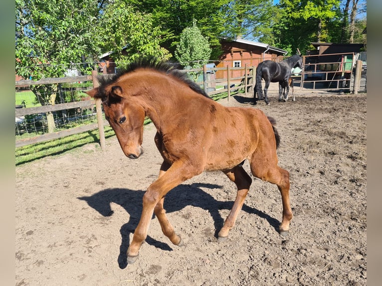 Oldenbourg Étalon Poulain (02/2025) 171 cm Bai in Cappeln (Oldenburg)