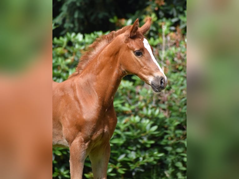 Oldenbourg Étalon Poulain (04/2026) 172 cm Alezan in Edewecht