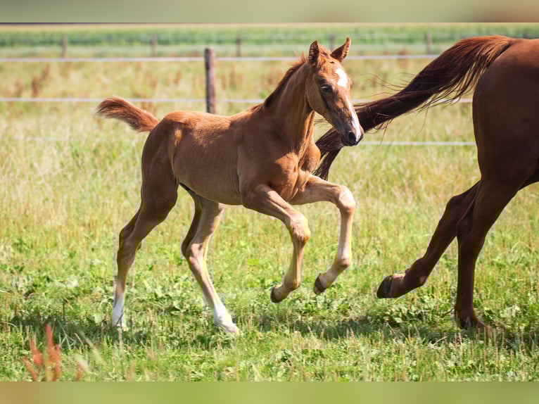 Oldenbourg Étalon Poulain (05/2025) 172 cm Alezan in Westerstede