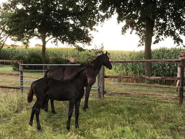 Oldenbourg Étalon Poulain (04/2025) 172 cm Bai brun foncé in Wardenburg