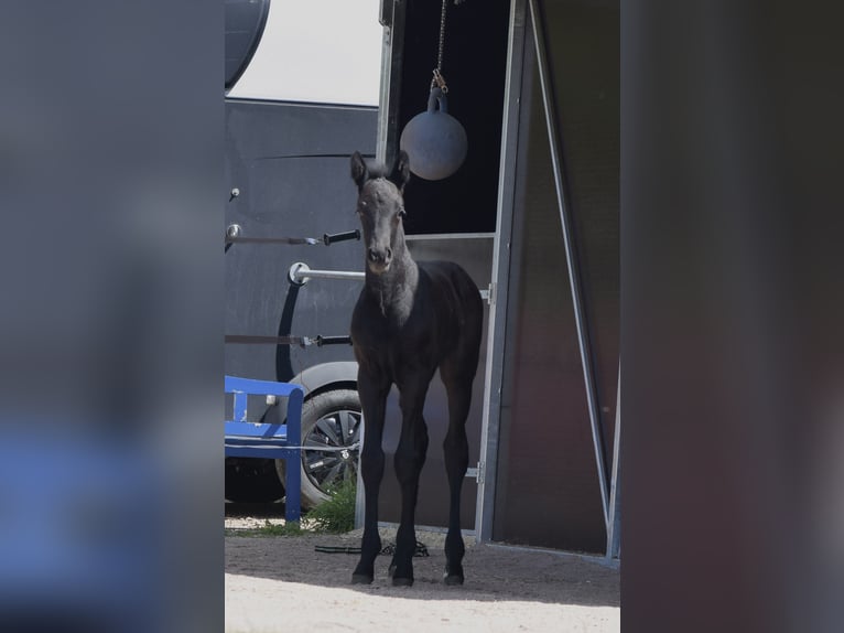 Oldenbourg Étalon  172 cm Gris in Ronshausen