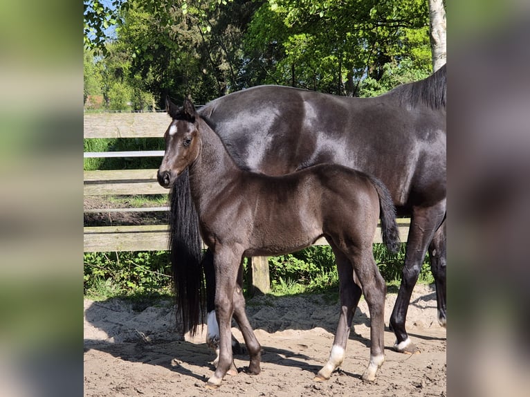 Oldenbourg Étalon Poulain (04/2024) 172 cm Noir in Westerstede