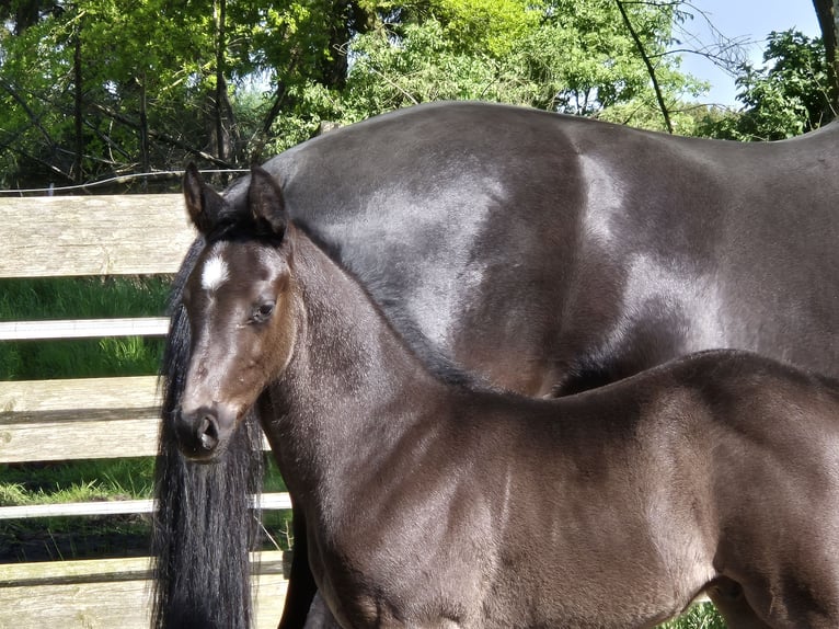 Oldenbourg Étalon Poulain (04/2024) 172 cm Noir in Westerstede