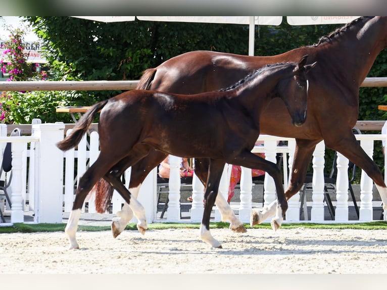 Oldenbourg Étalon Poulain (03/2024) 172 cm Noir in Twistringen