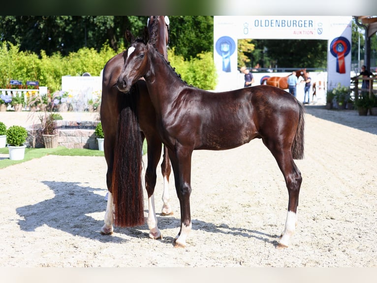 Oldenbourg Étalon Poulain (03/2024) 172 cm Noir in Twistringen