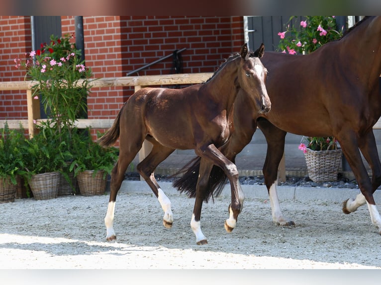 Oldenbourg Étalon Poulain (03/2024) 172 cm Noir in Twistringen