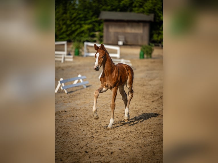 Oldenbourg Étalon  173 cm Alezan brûlé in Bad Grund