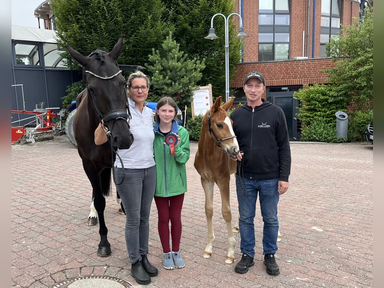 Oldenbourg Étalon  173 cm Alezan brûlé in Bad Grund