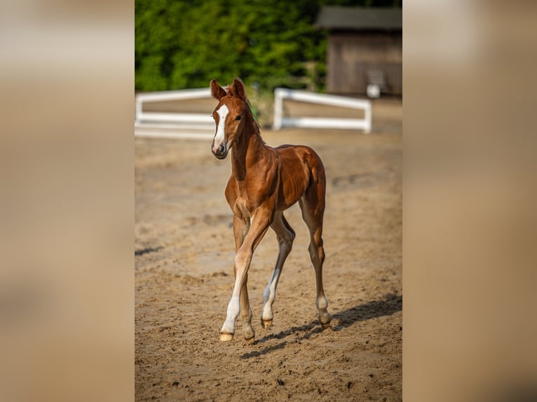 Oldenbourg Étalon  173 cm Alezan brûlé in Bad Grund